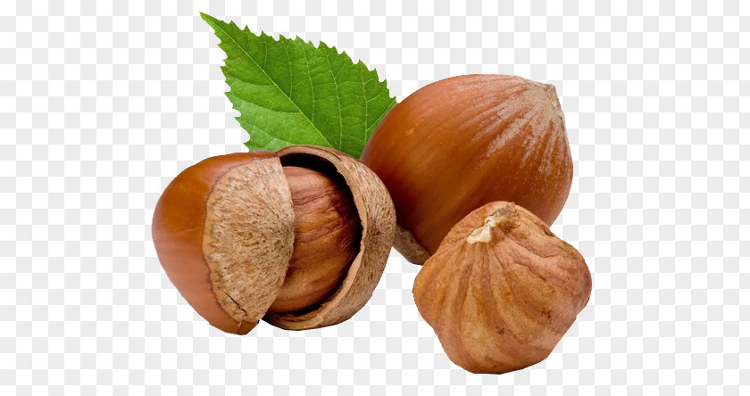 Oil Hazelnut Common Hazel Food PNG