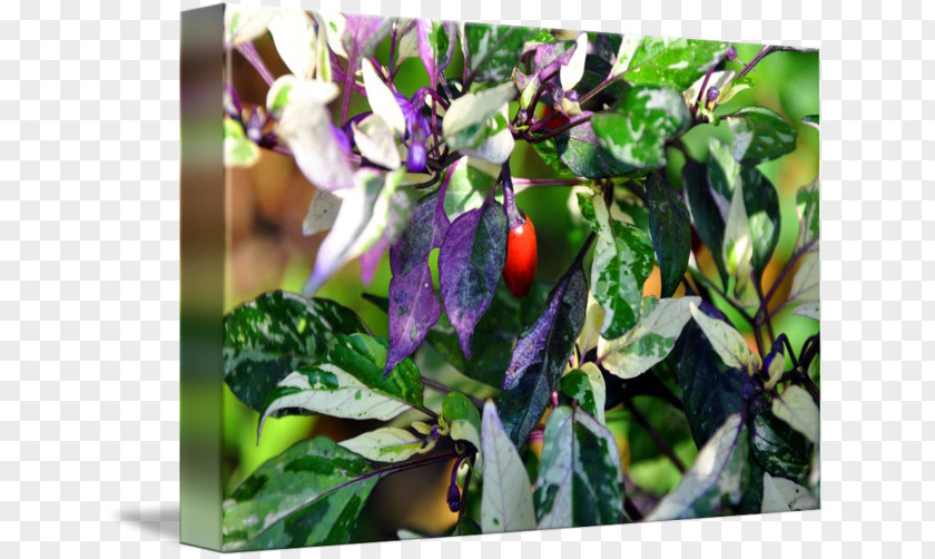 Pepper Plant Chili Bell Leaf PNG