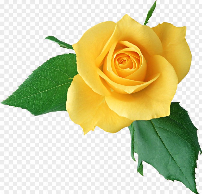 Yellow Rose Clipart Clip Art PNG