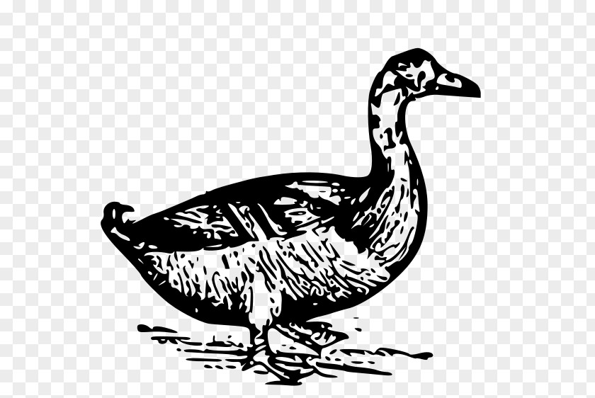 DUCK Donald Duck Clip Art PNG