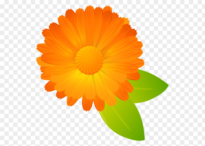 English Marigold Illustration Illustrator Plants Transvaal Daisy PNG