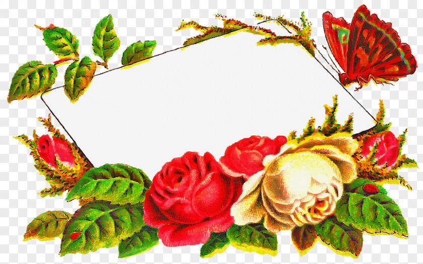 Garden Roses PNG