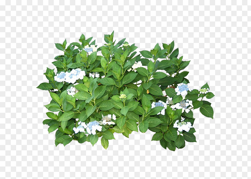 Green Plants Plant Tree PNG
