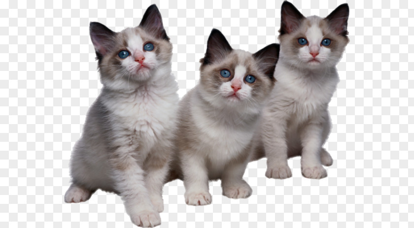 Kitten Tri Kotenka Cat Clip Art PNG