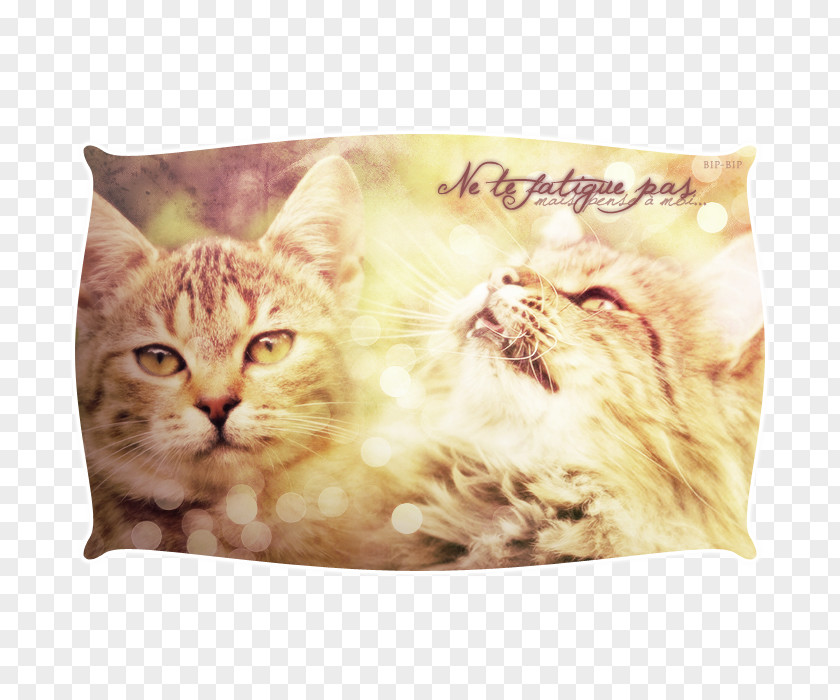 Kitten Whiskers Tabby Cat Cushion PNG