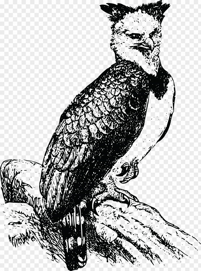 Perched Raven Overlay Bald Eagle Harpy Clip Art PNG