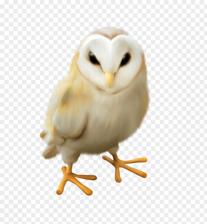 Sleepy Owl Bird Clip Art PNG