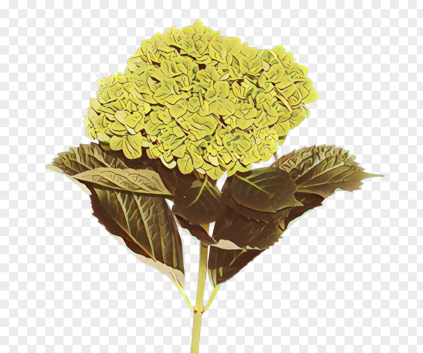 Viburnum Cornales Flower Yellow Plant Leaf Cut Flowers PNG