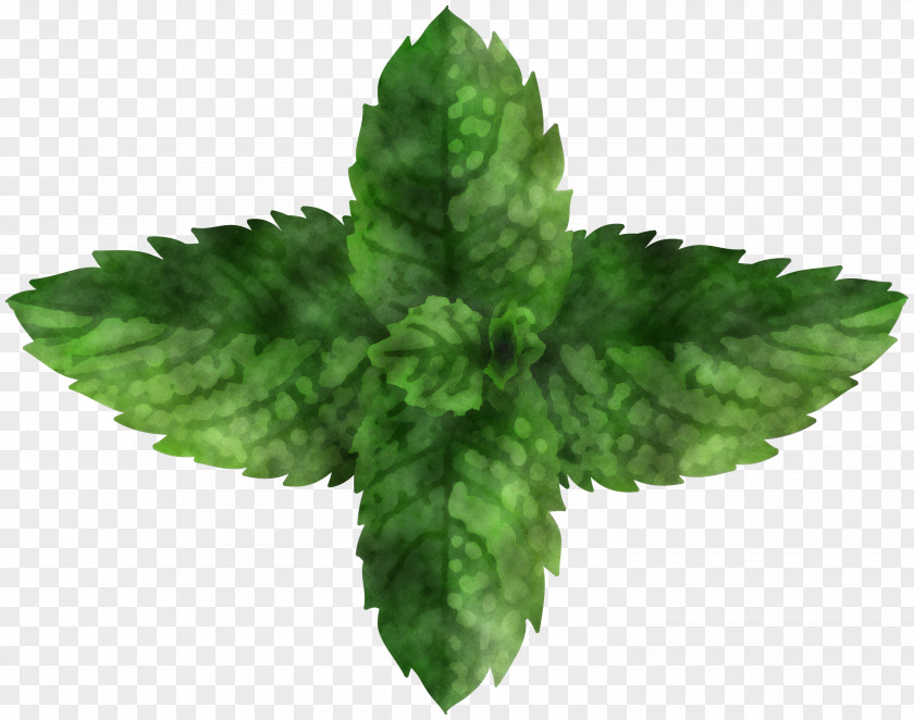 Leaf Herb Science Plant Structure PNG