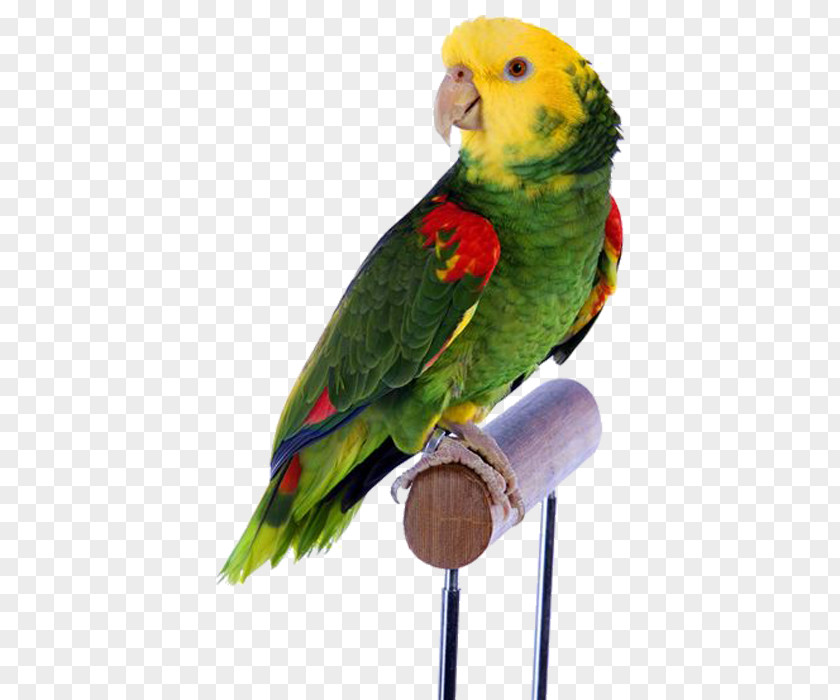 Yellow Head Green Parrot Bird Cockatiel Dog Budgerigar PNG