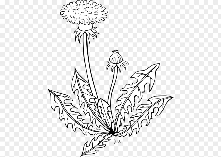 Dandelion Black The Common Clip Art Vector Graphics Drawing PNG