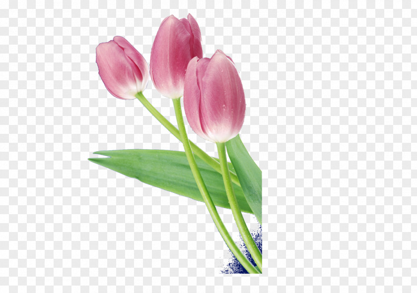 Lily,Floral Elements Tulip Flower PNG