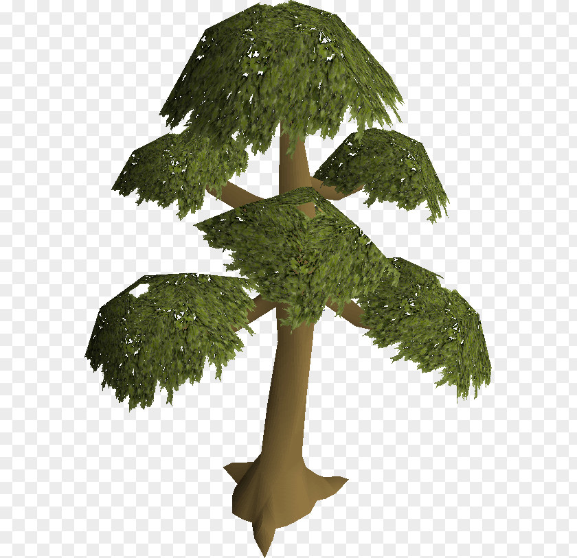 Tree Old School RuneScape Wikia English Yew PNG