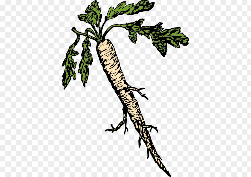 Turnip Cliparts Purple Salsify Root Clip Art PNG