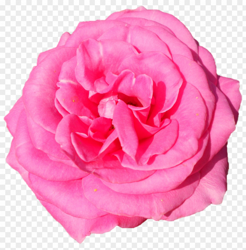 Aum Poster Garden Roses Cabbage Rose Floribunda Cut Flowers Peony PNG