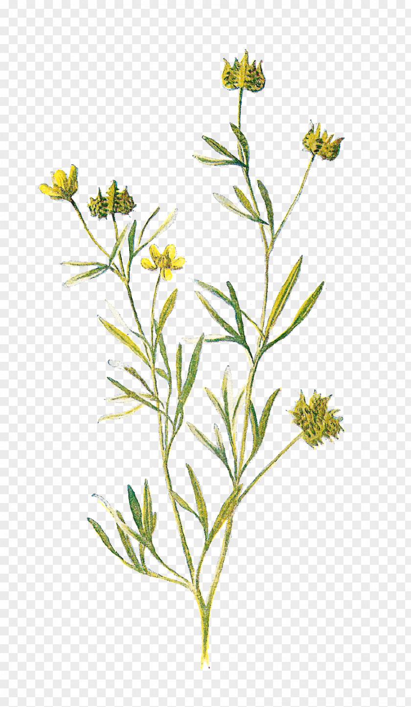 Dandelion Familiar Wild Flowers Wildflower Printing Lithography PNG