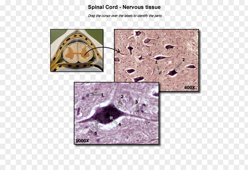 Spinal Cord Organism PNG
