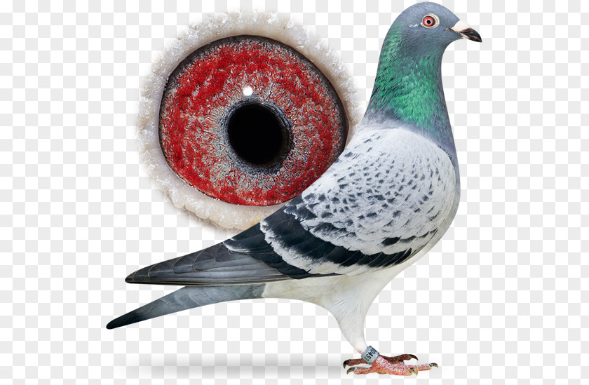 Cat Racing Homer Columbidae Pigeon Bird PNG