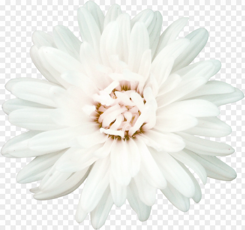 Chrysanthemum Flower Chamomile White Petal PNG