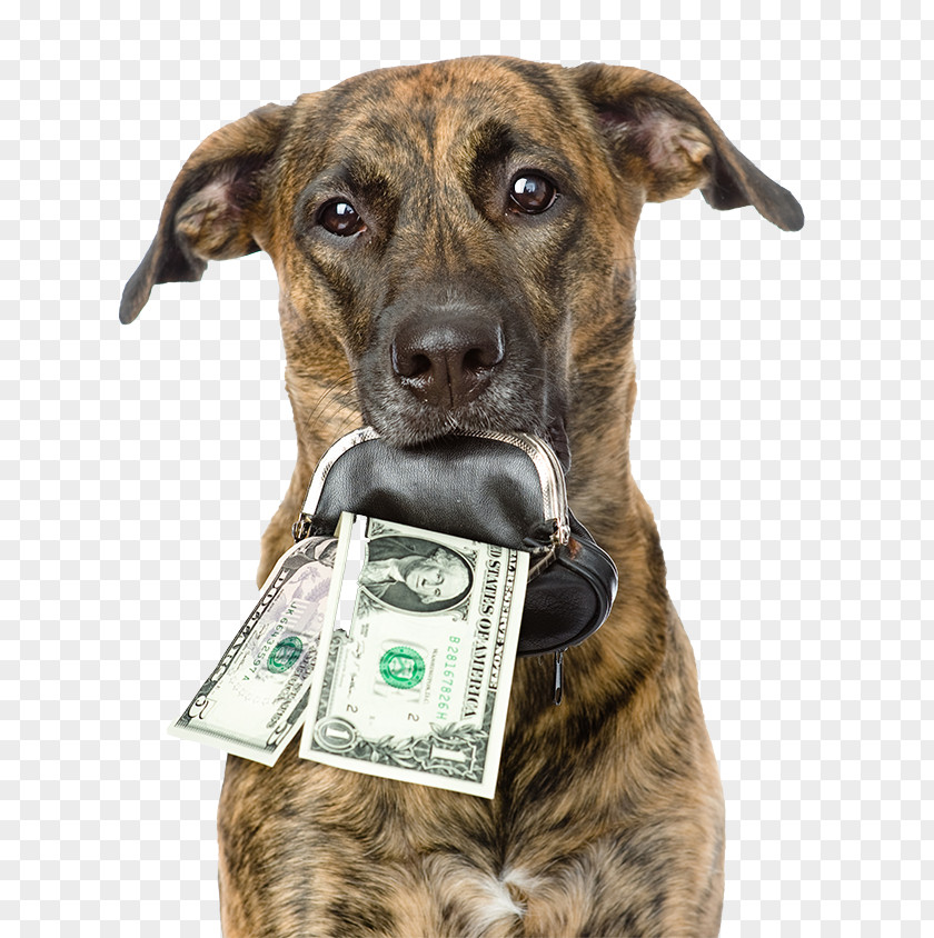 Dollar Bills Pit Bull Pet Sitting Dog Grooming Money Food PNG