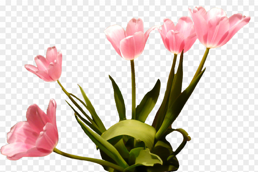 Tulip Flower Begonia PNG