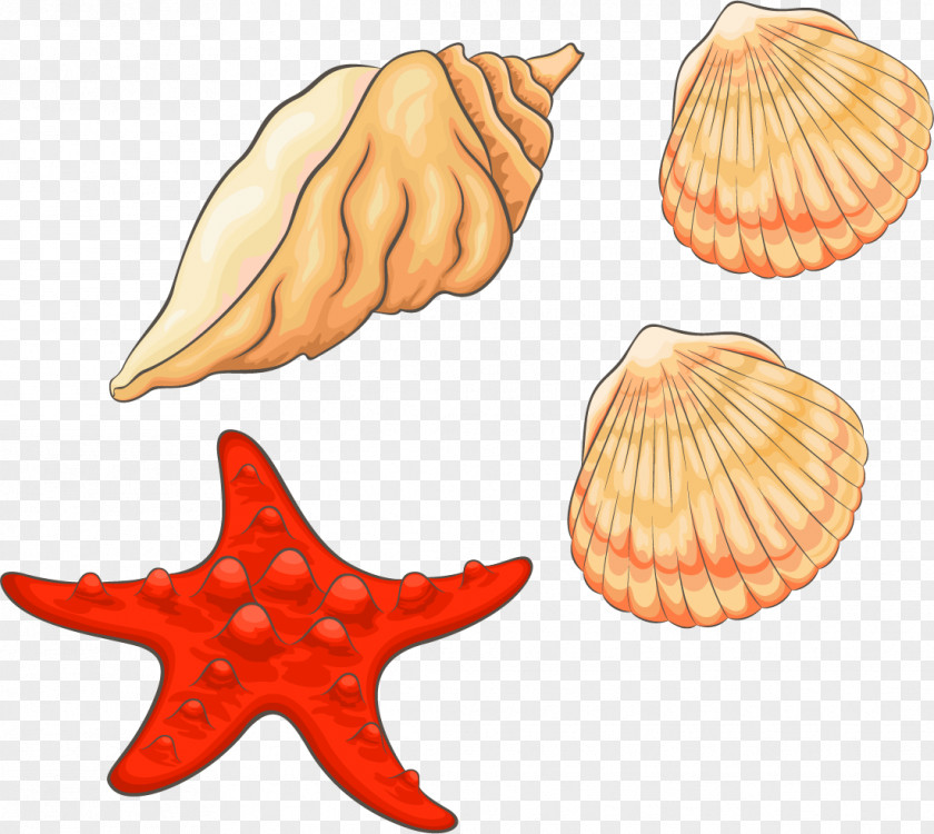 Conch Vector Elements Seashell Clip Art PNG