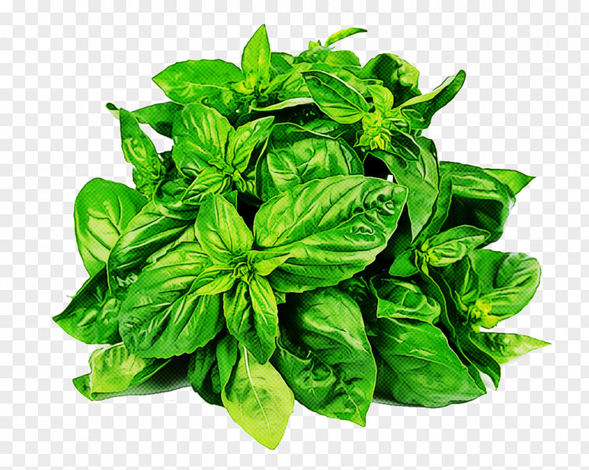 Leaf Basil Plant Food Herb PNG