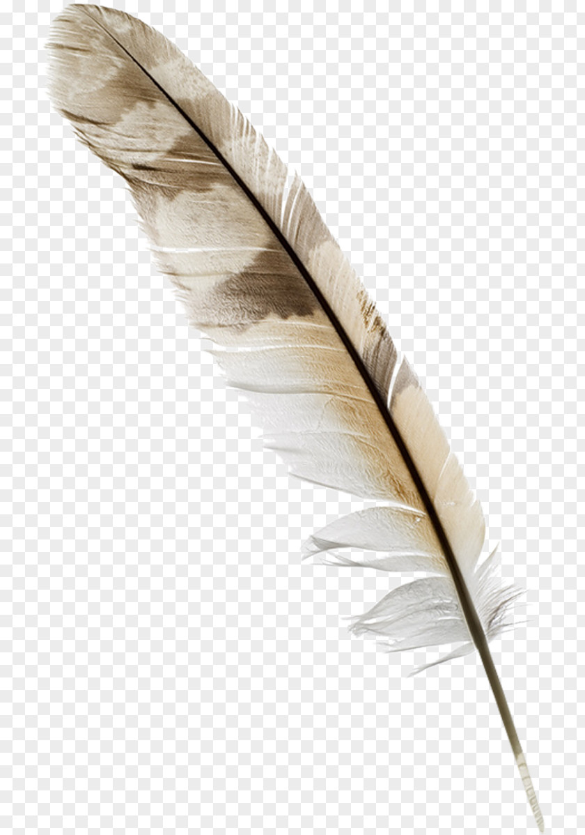 Scroll Feather Quill Nib Pen Bird PNG