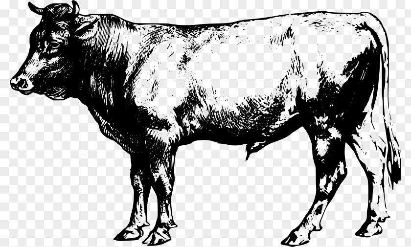 Bull Angus Cattle Beef English Longhorn Clip Art PNG