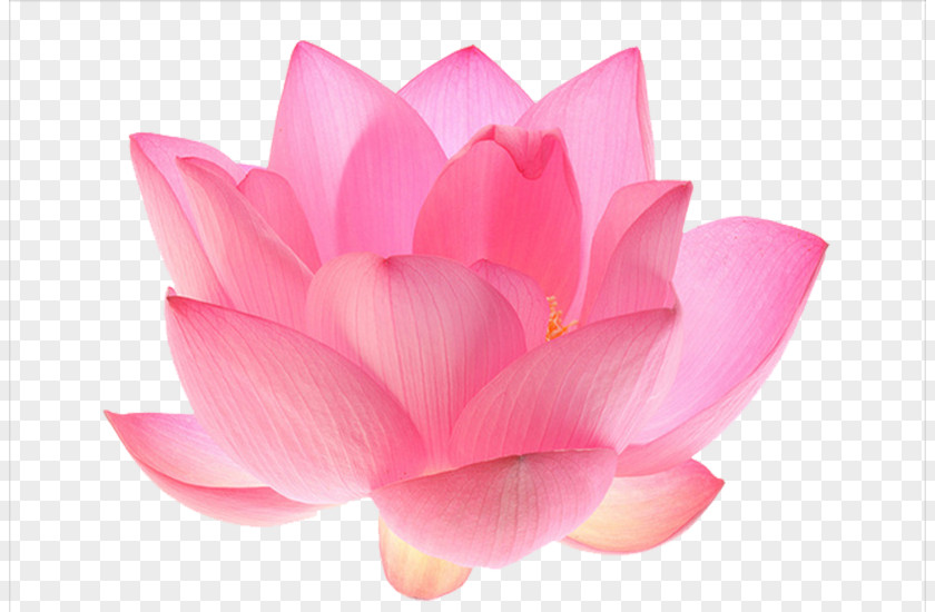 Hand-painted Lotus Nelumbo Nucifera Flower Water Lily Seed Clip Art PNG
