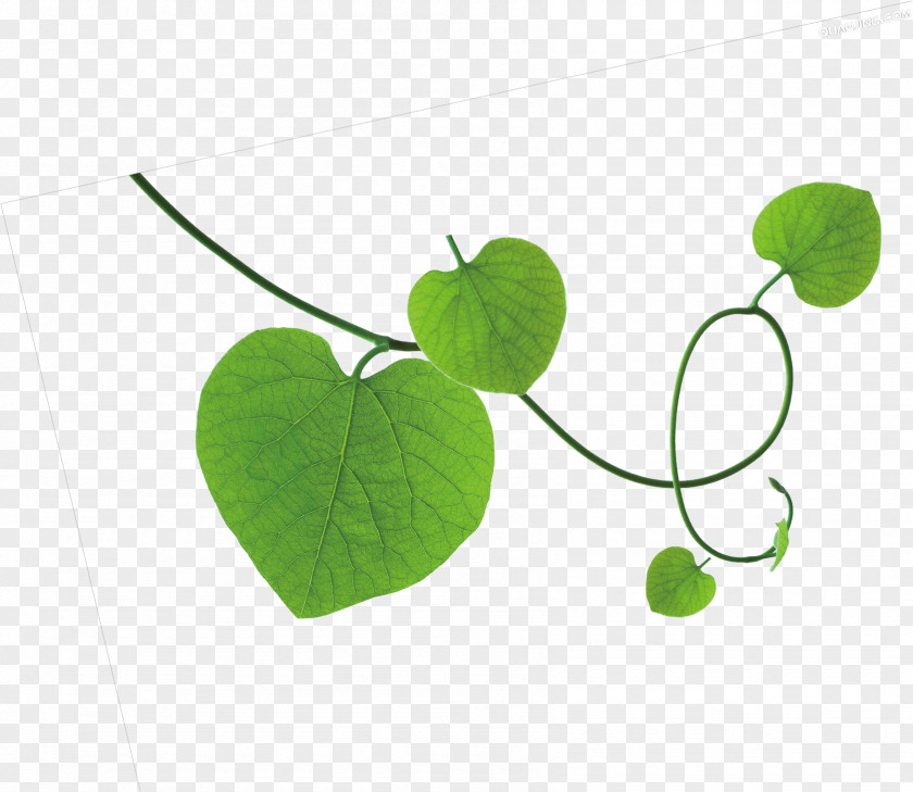 Leaf Download Parthenocissus Tricuspidata PNG