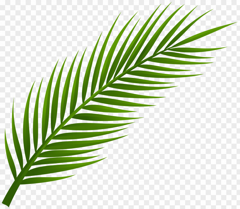 Palm Branch Cliparts Arecaceae Leaf Clip Art PNG
