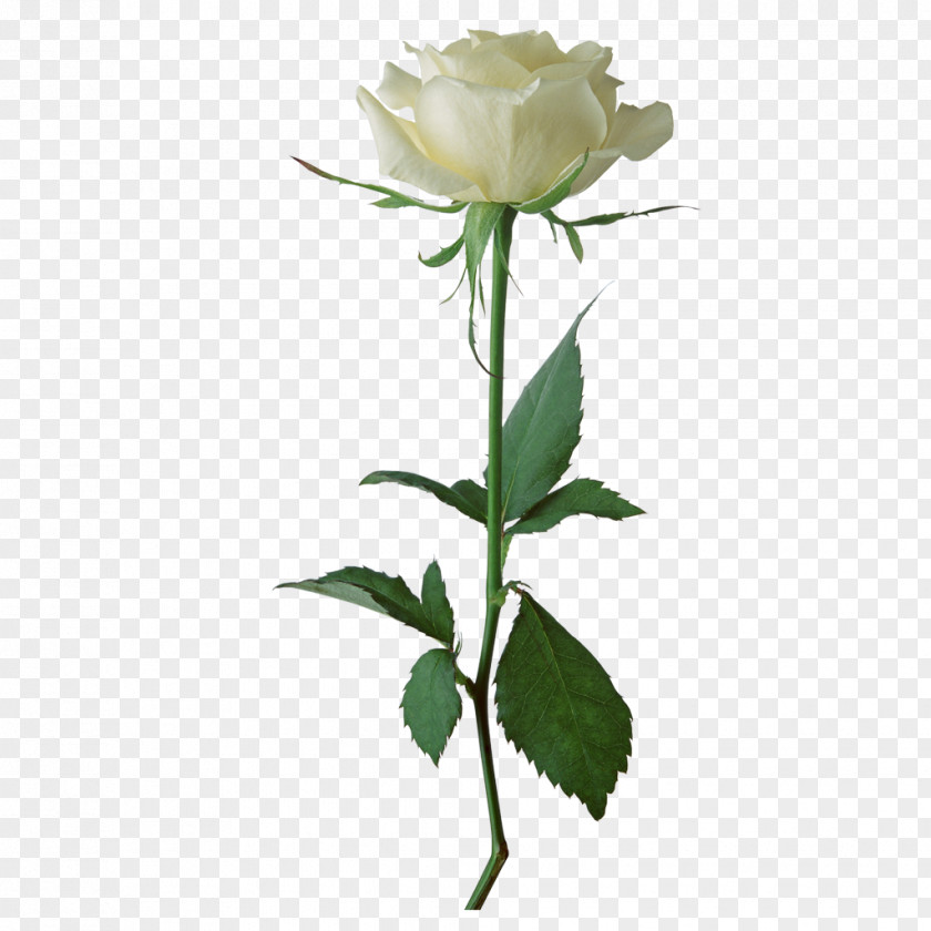 Rose White Flower Clip Art PNG