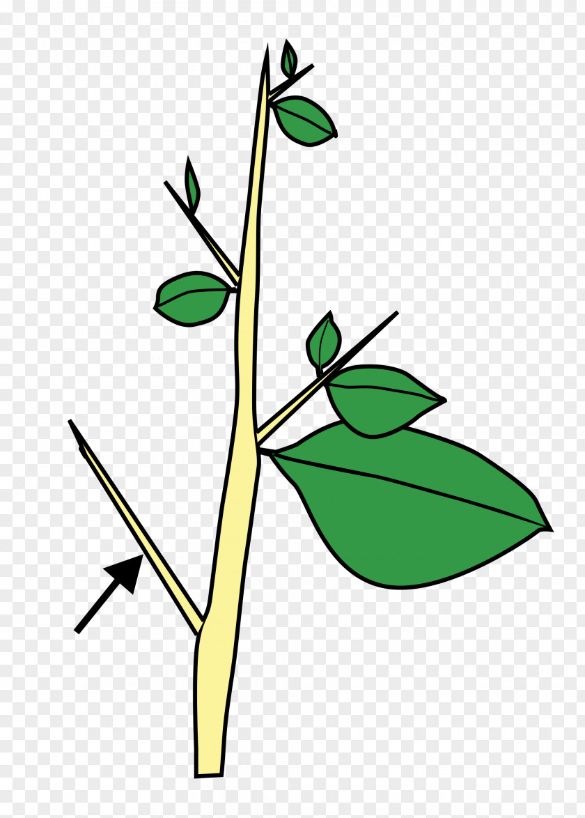 Thorn Plant Stem Thorns, Spines, And Prickles Leaf Flower PNG