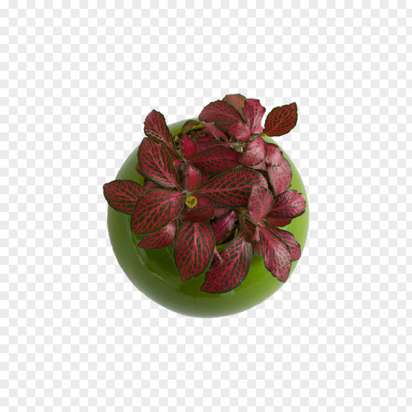 Flower Flowerpot Magenta PNG