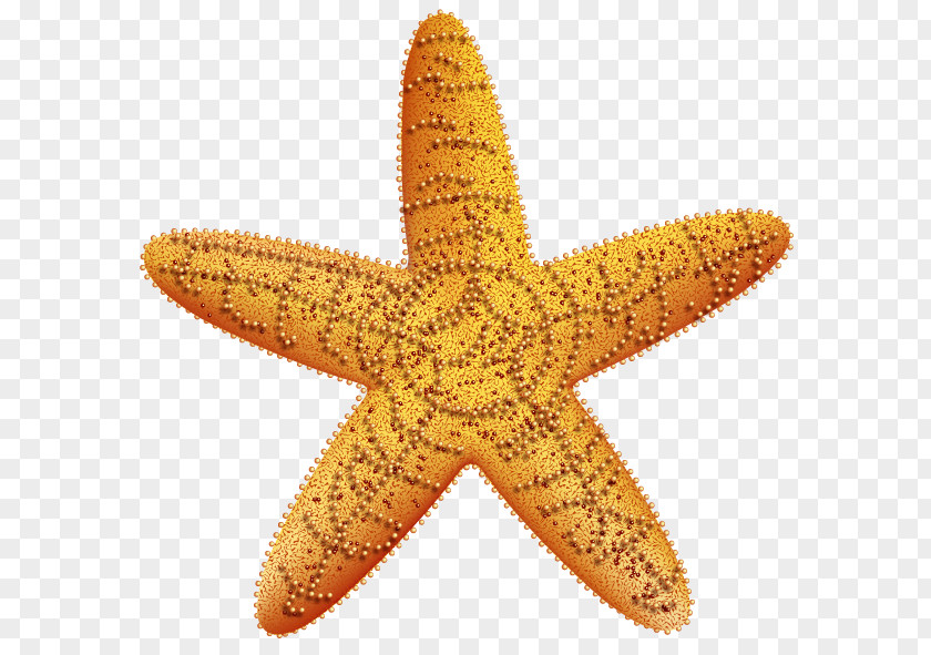 Gold Stock Photography Starfish Fotosearch PNG