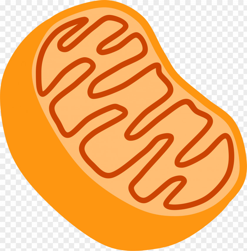 Nucleolus Cliparts Mitochondrion Free Content Organelle Clip Art PNG