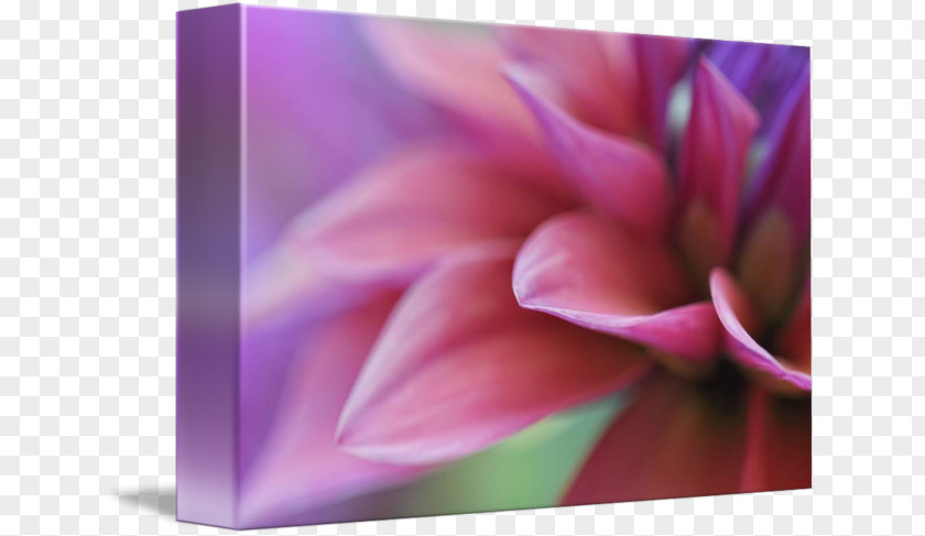 Pink Petals Dahlia Close-up Desktop Wallpaper Computer M PNG