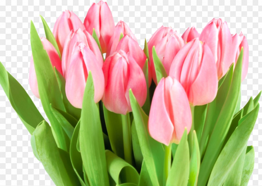 Tulip Flower Bouquet International Women's Day Woman PNG