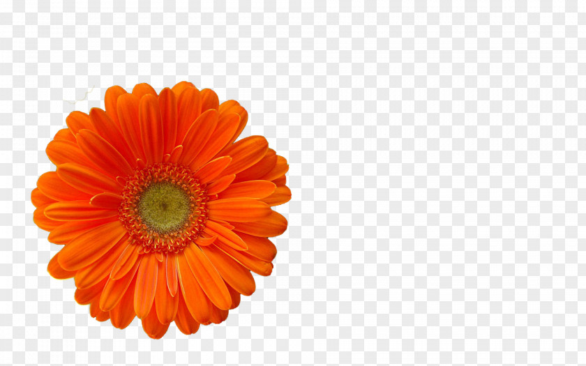 Blossoms Transvaal Daisy English Marigold Cut Flowers Orange S.A. PNG