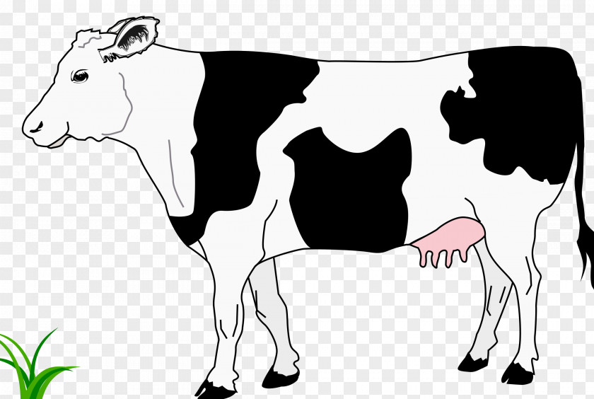 Cow Hereford Cattle White Park Calf Ox Clip Art PNG