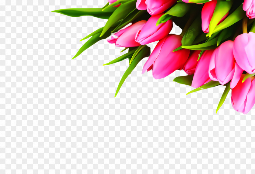 Magenta Lily Family Flower Cartoon PNG