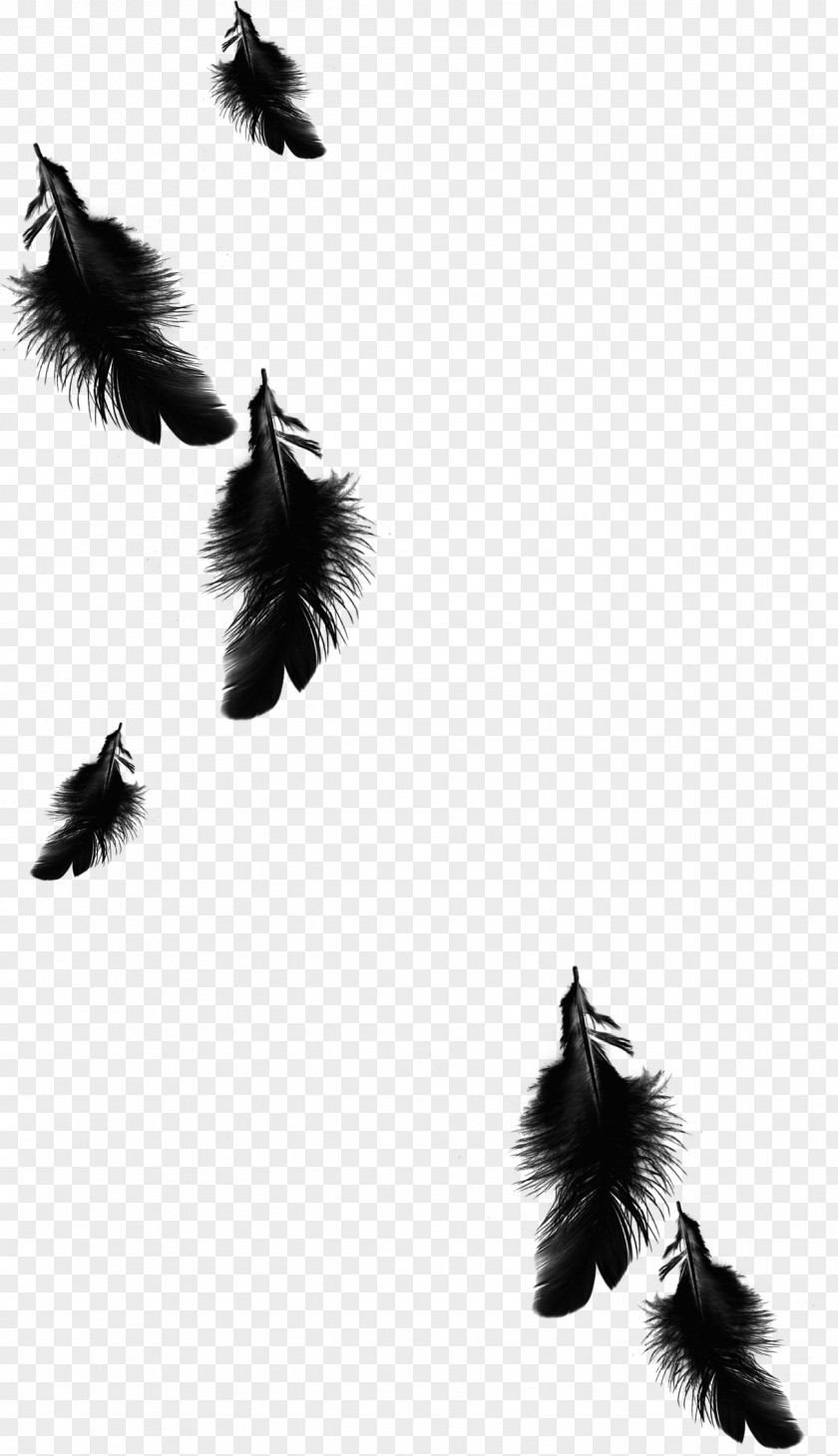 Black Feather Raven Azarath PNG