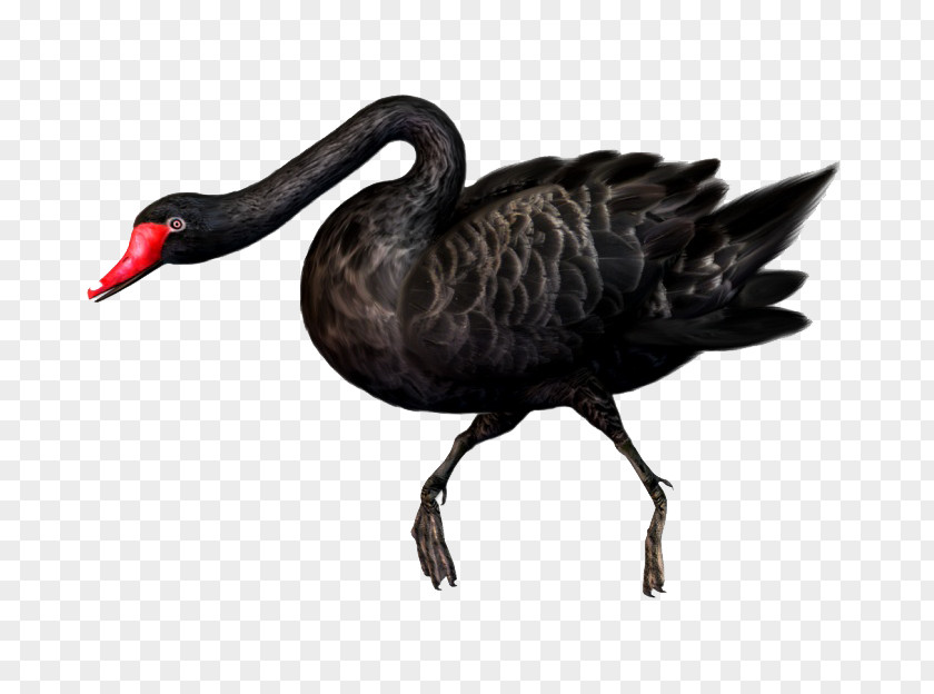 Black Swan Bird PNG