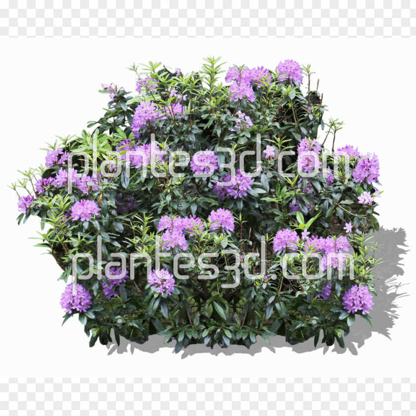 Flower Shrub Rhododendron Treelet PNG