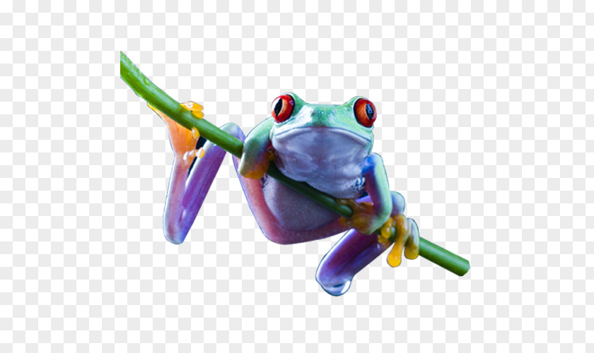 Frog Red-eyed Tree Amphibian Desktop Wallpaper PNG
