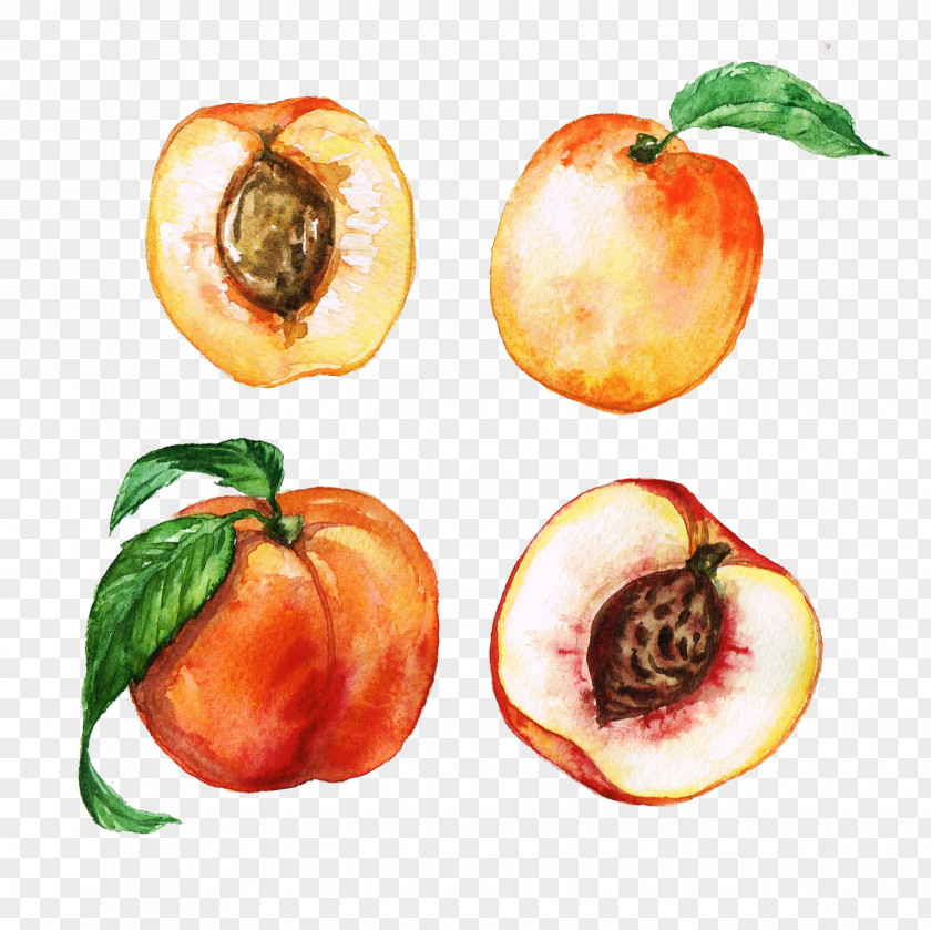 Hand-painted Peach Watercolor Painting Apricot Clip Art PNG