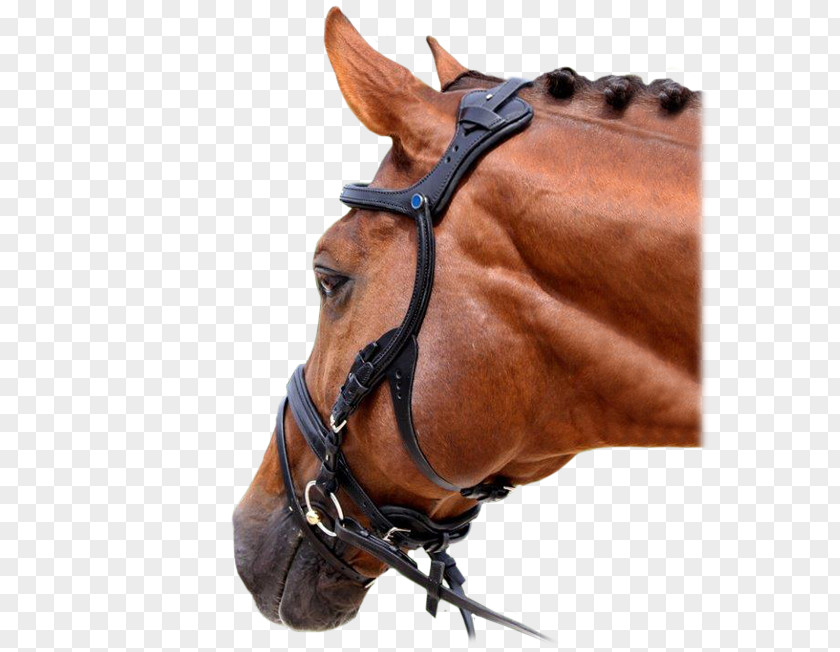 Horse Tack Bitless Bridle PNG