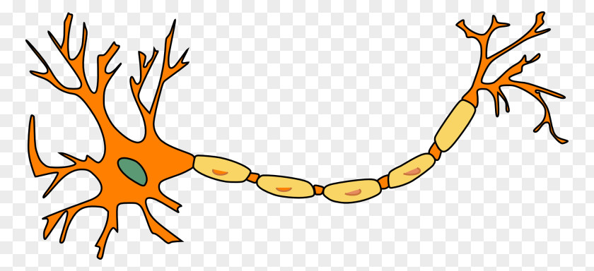 Neuron Nerve Nervous System Clip Art PNG