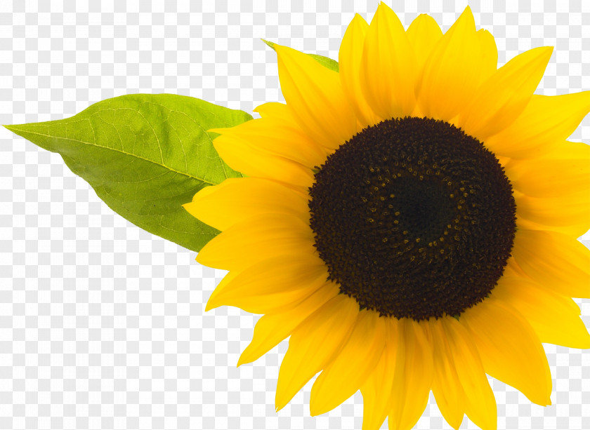Sunflower Oil Common Desktop Wallpaper PNG